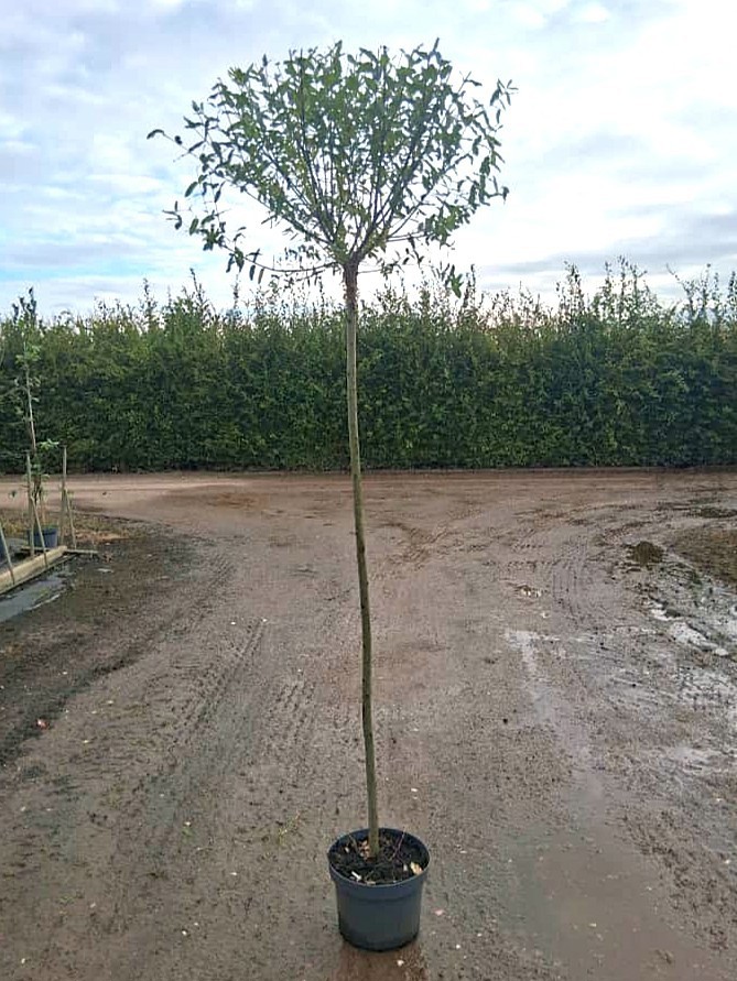 Salix int. 'Hakuro Nishiki', D 29 cm