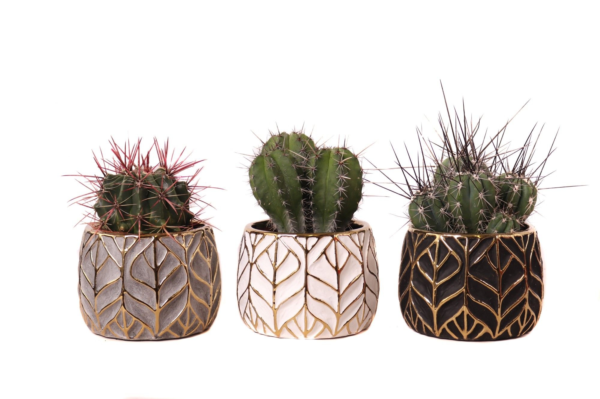 Cactus mix 10,5 cm in malawi pot, D 12 cm