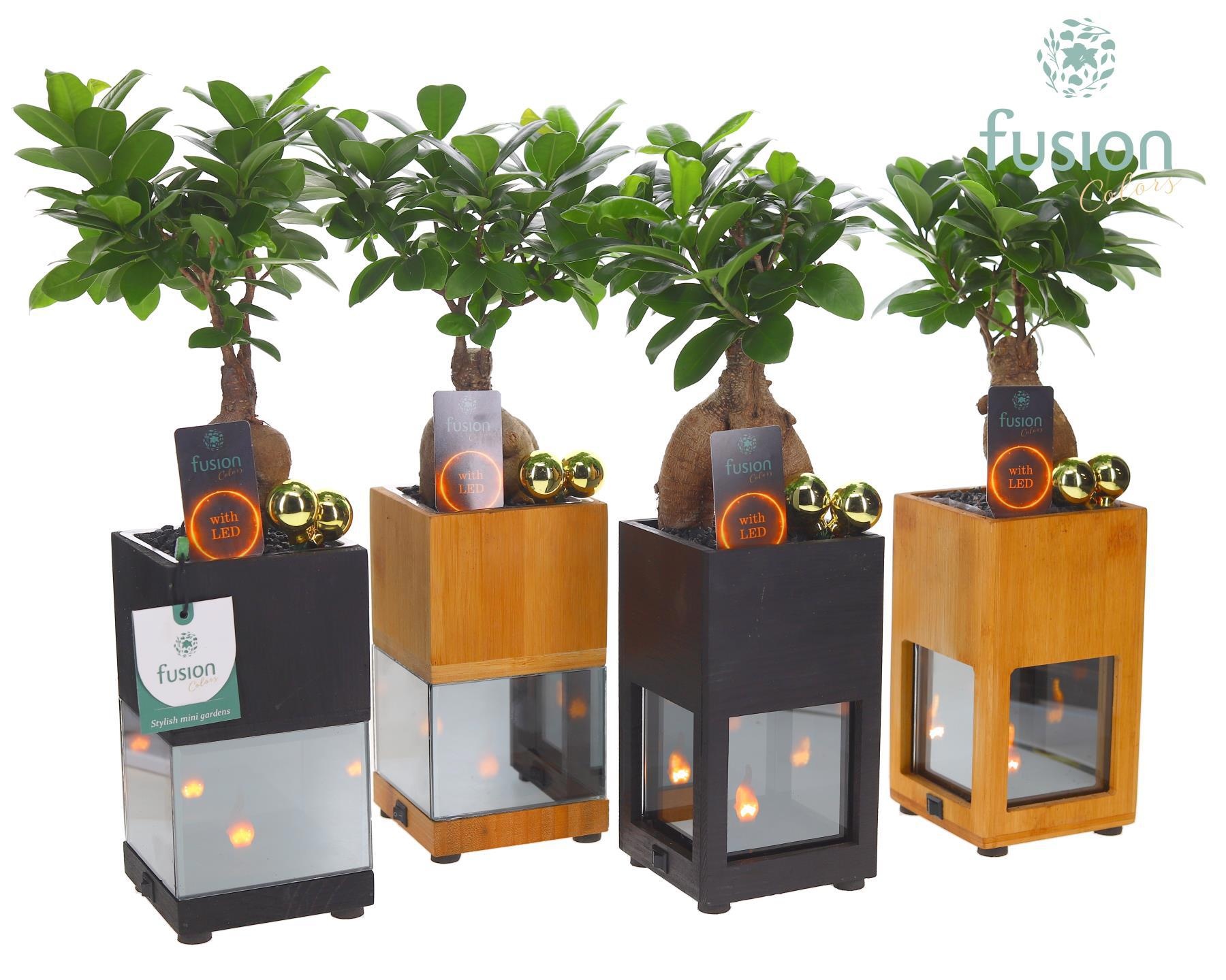 Houten LED planter met vlam met Ginseng, D 10 cm