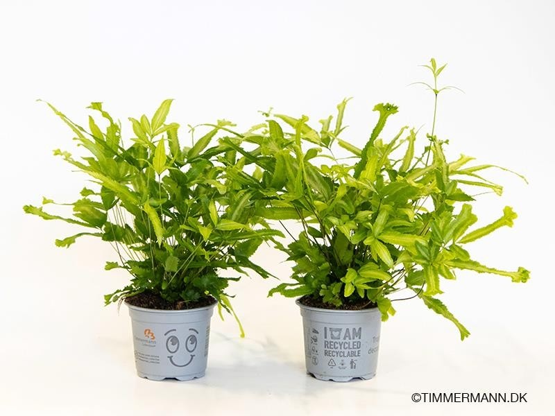 PTERIS CRETICA 'MAYII', D 9 cm