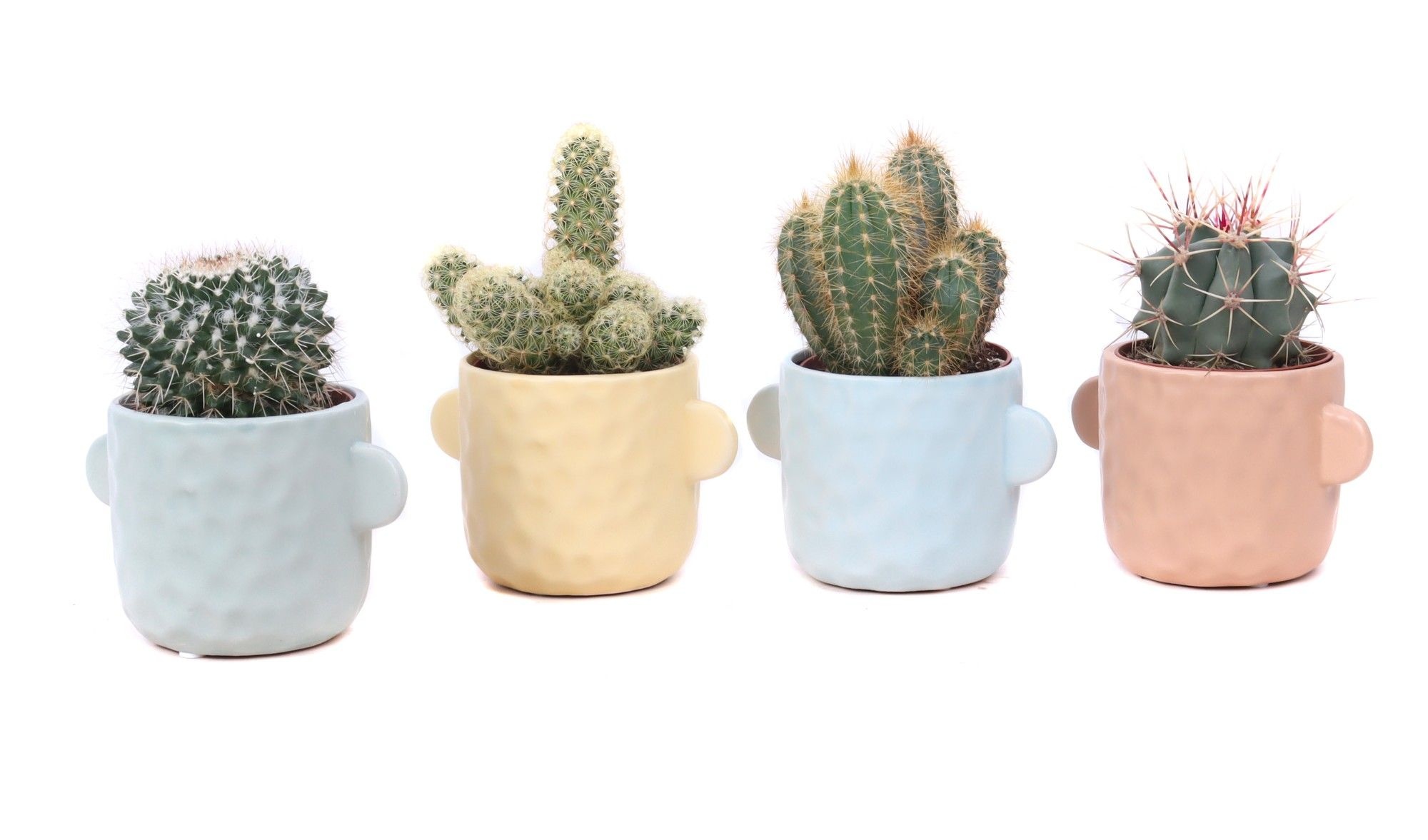 Cactus mix 8,5 cm in Bryggen sierpot, D 10 cm