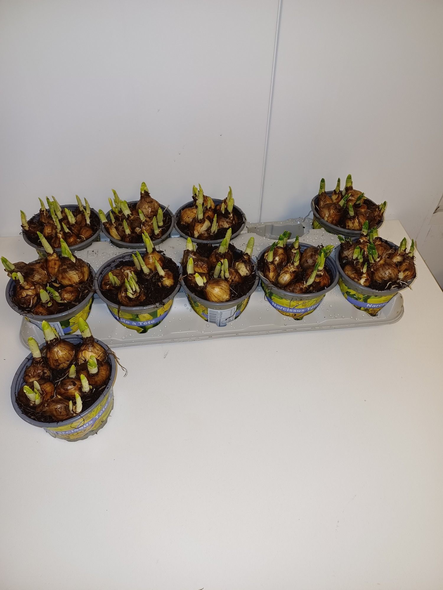 Tete a Tete 12cm, D 12