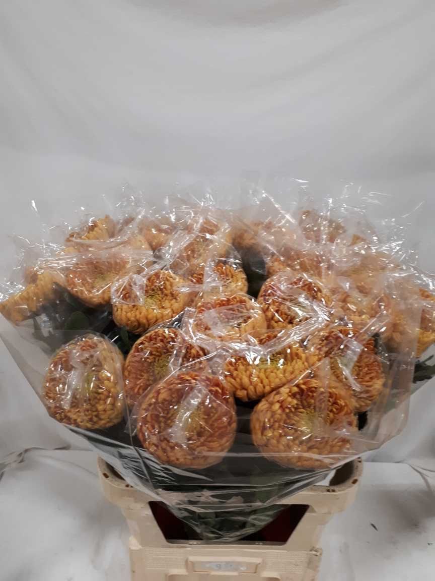 Хризантема од. Принцесс Армгард Бронз 85, шт.