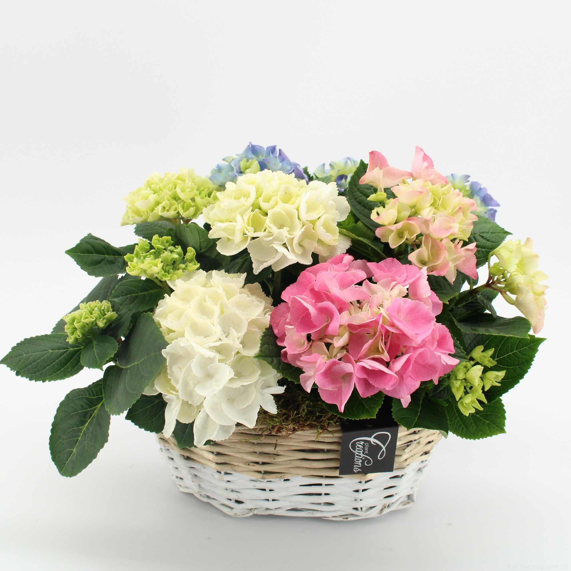 KHCR-2618 Hydrangea creatie, D 27