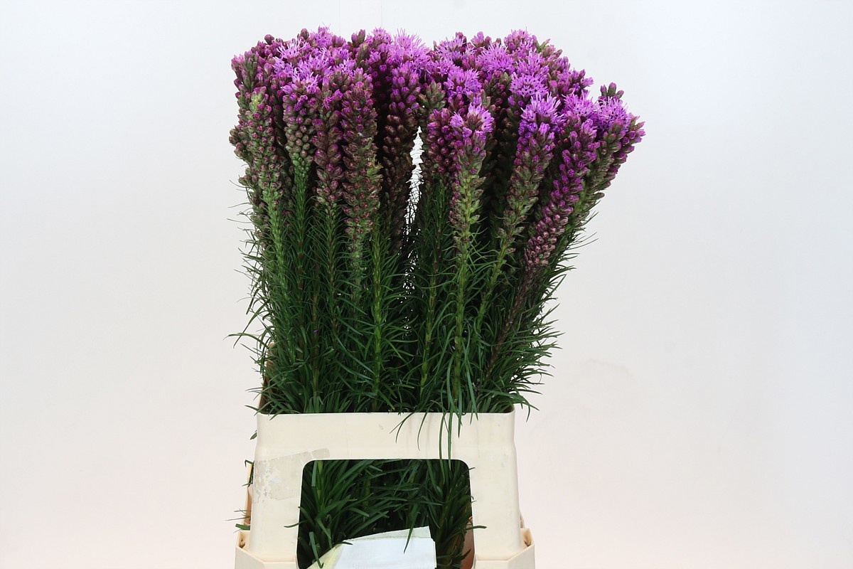 Лиатрис Спиката 70 (фиолет.), шт.