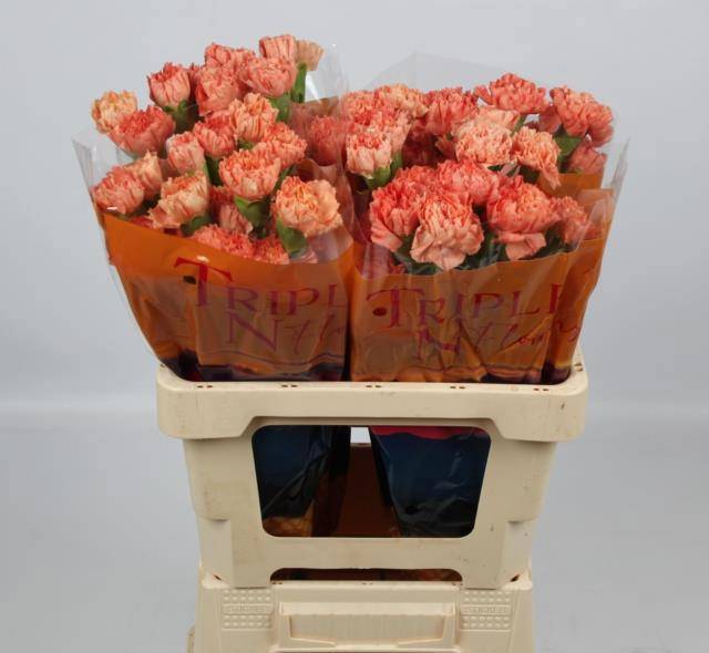 Диантус од. Гермес Оранж, шт.