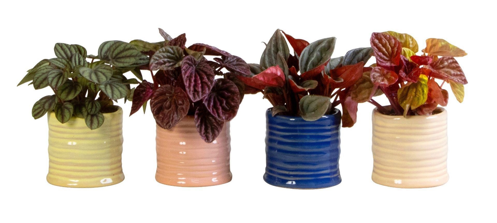 L 66170 With Peperomia Caperata Mix 6 cm, D 6