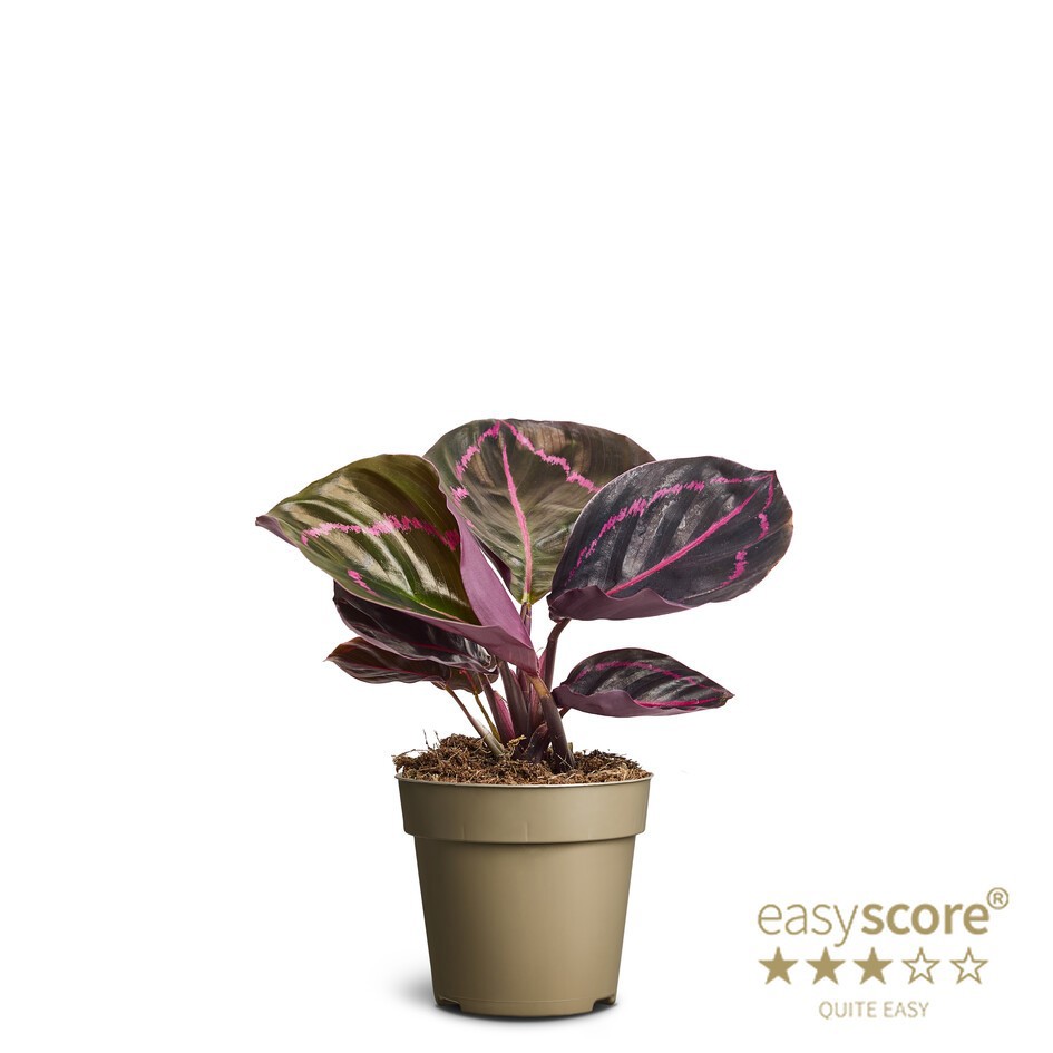 CALATHEA ROSEOPICTA 'Dottie', D 9 cm CALATHEA ROSEOPICTA 'Dottie', D 9 cm