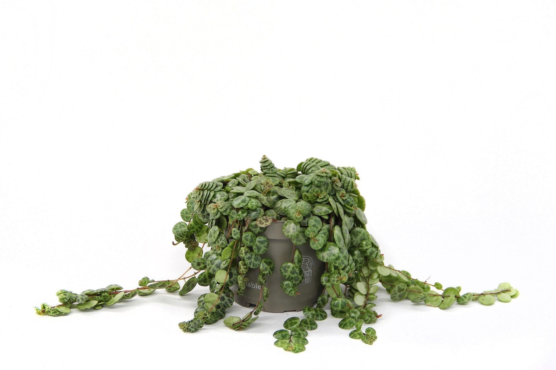 Peperomia Prostrata 12 cm, D 12