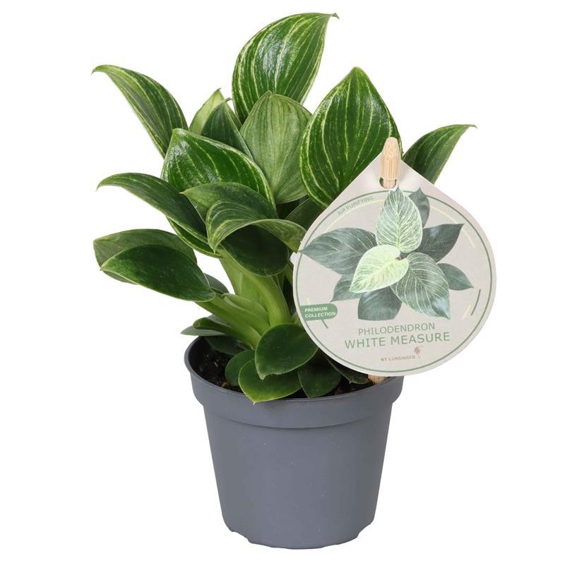 PHILODENDRON-HYBRID 'WHITE MEASURE', D 6