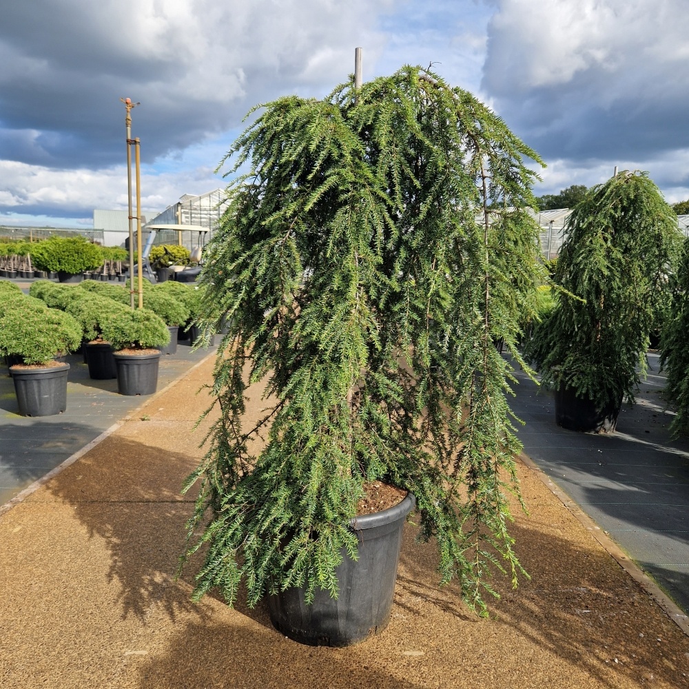 Tsuga can. 'Pendula', D 44 cm