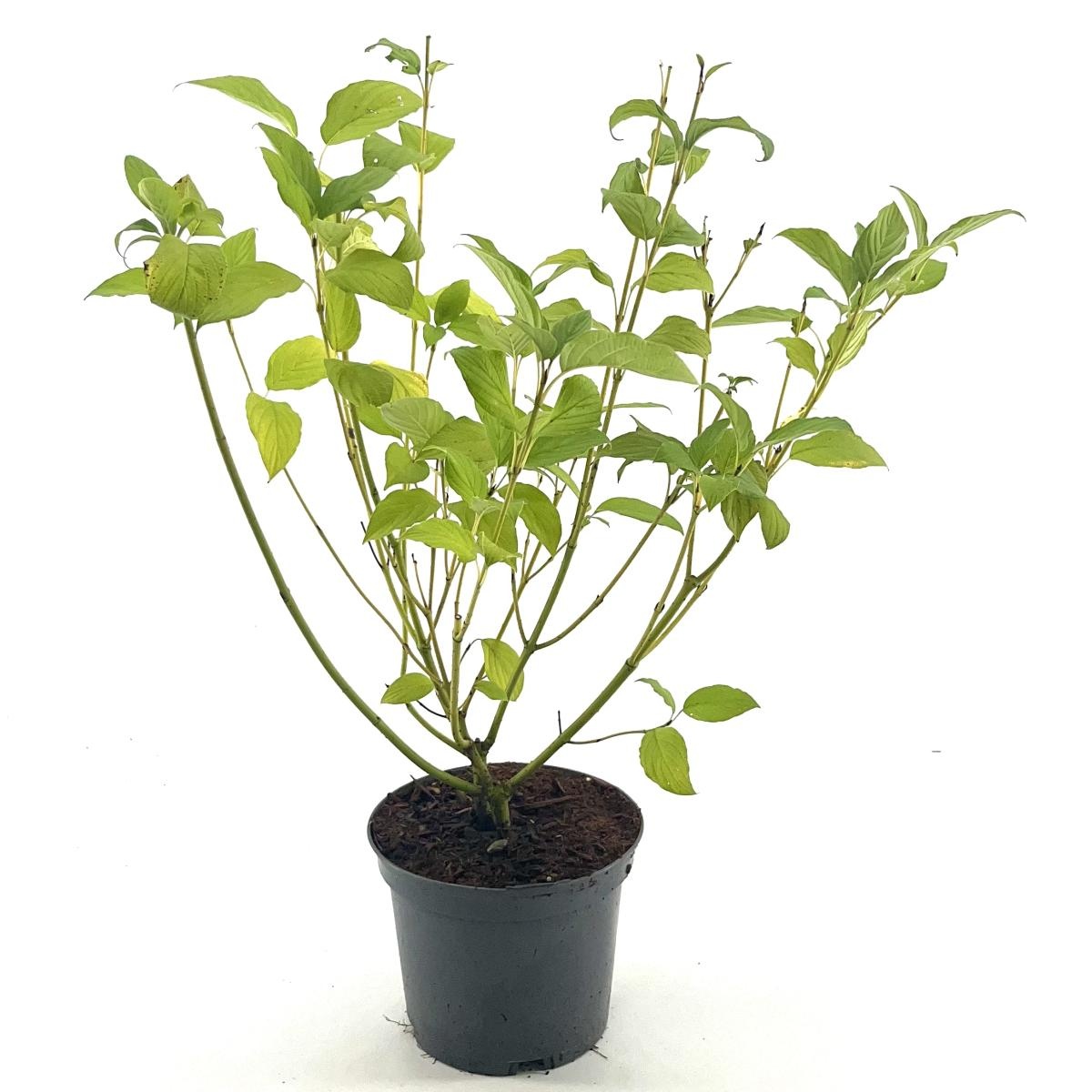 Cornus sericea 'Budd's Yellow', D 19 cm
