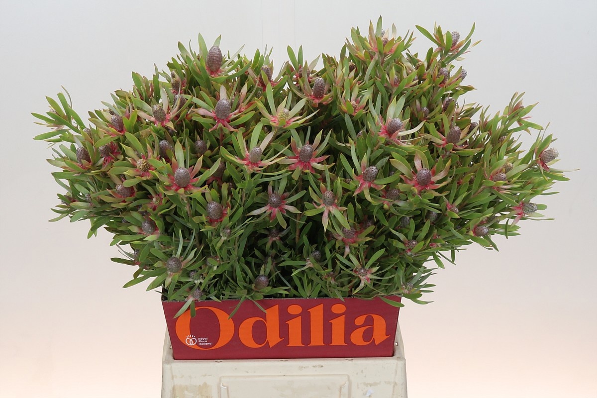 Леукадендрон Стар Перл 50, шт.