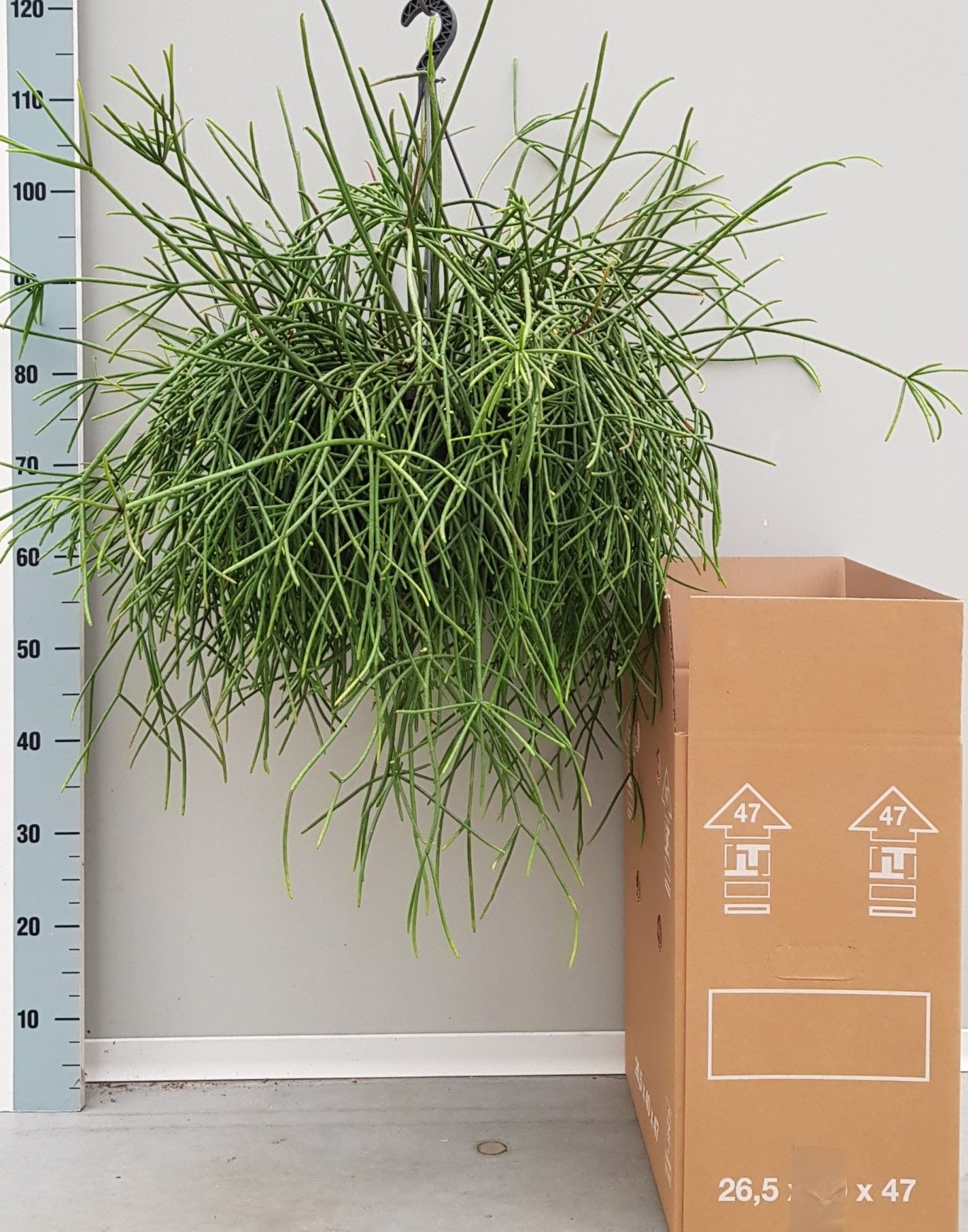 Rhipsalis Mauritiana 25cm, D 25