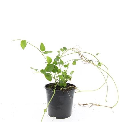 Vinca major, D 14 cm