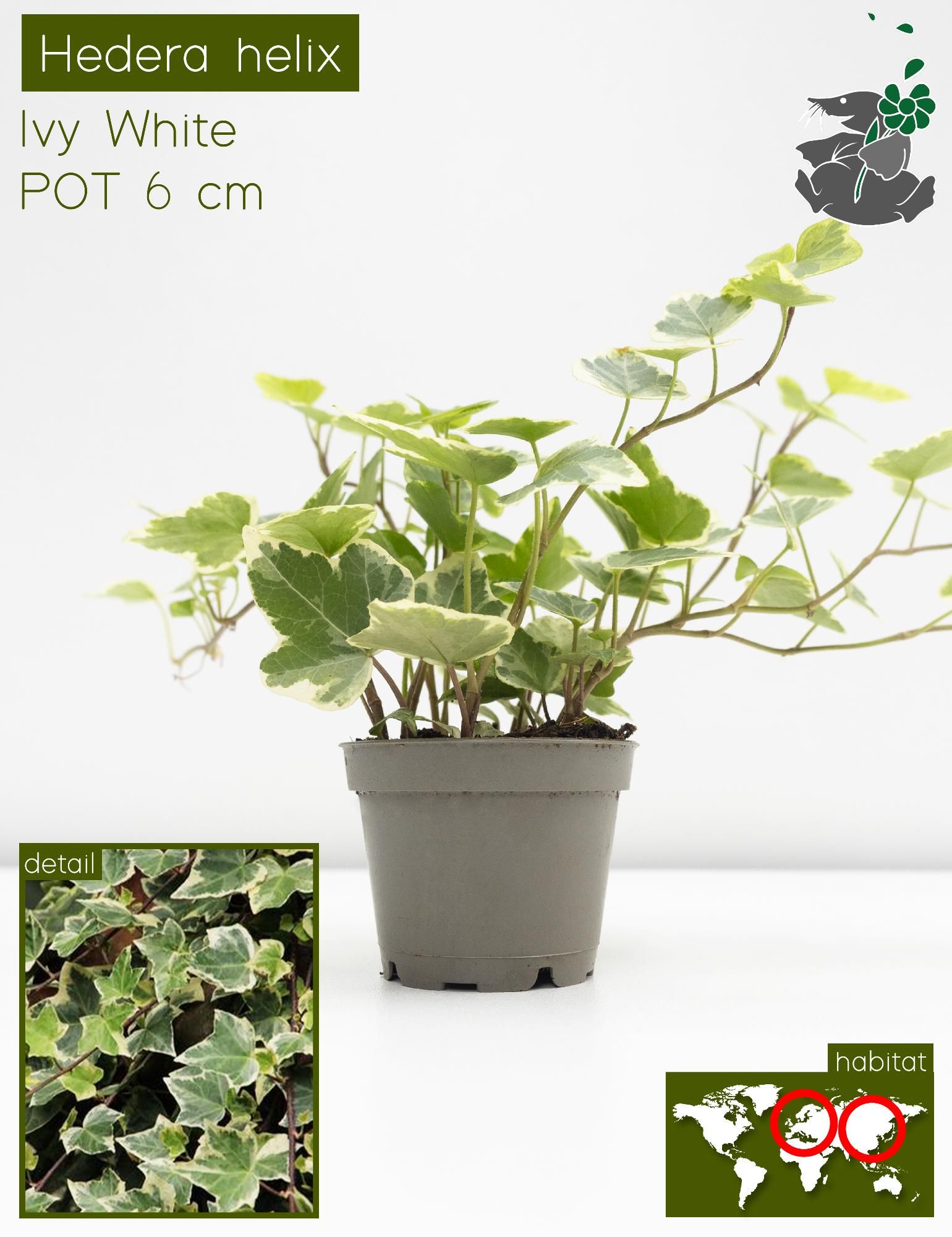 Hedera Helix White P6, D 6