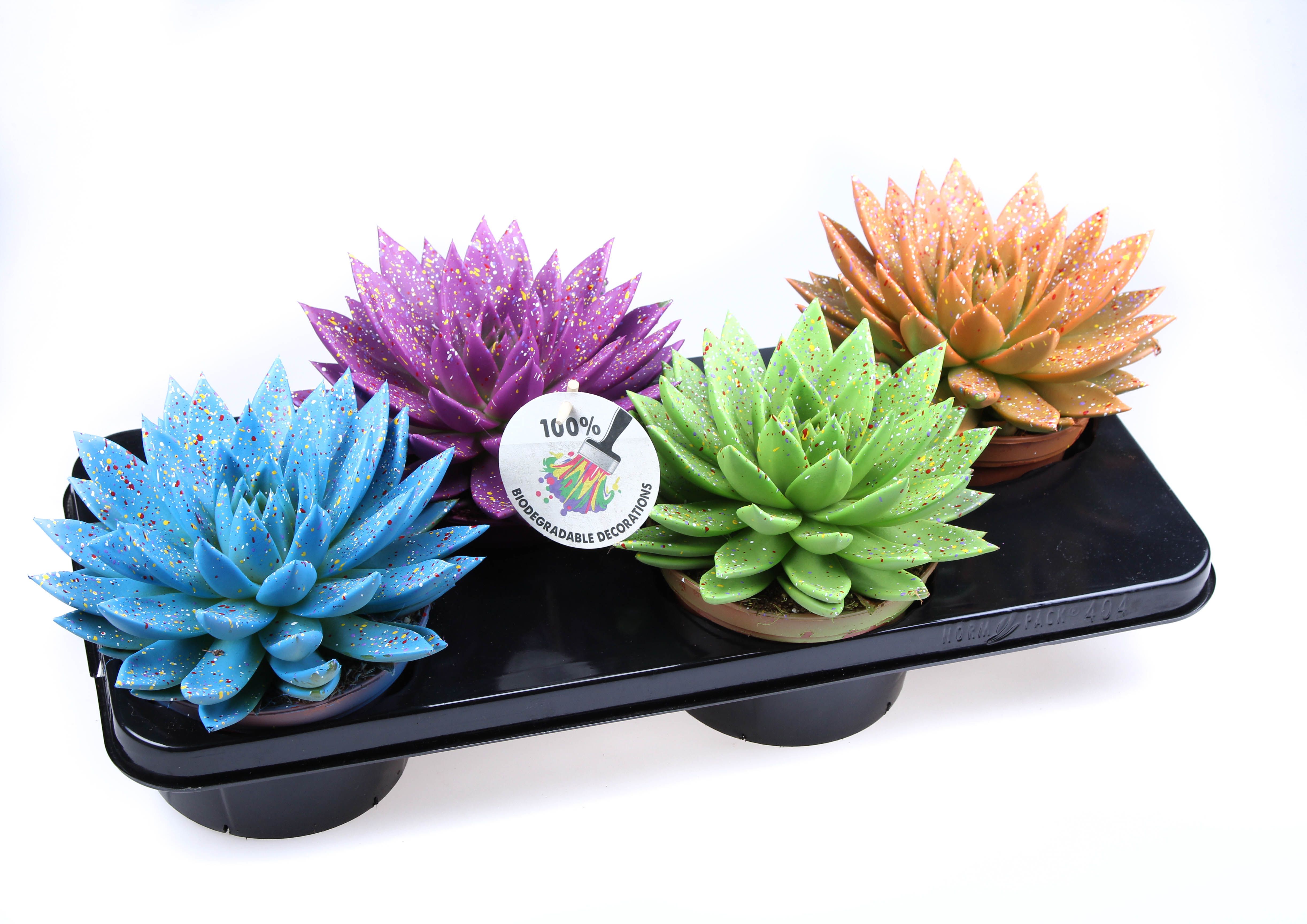 Rainbow sprinkle mix, D 15