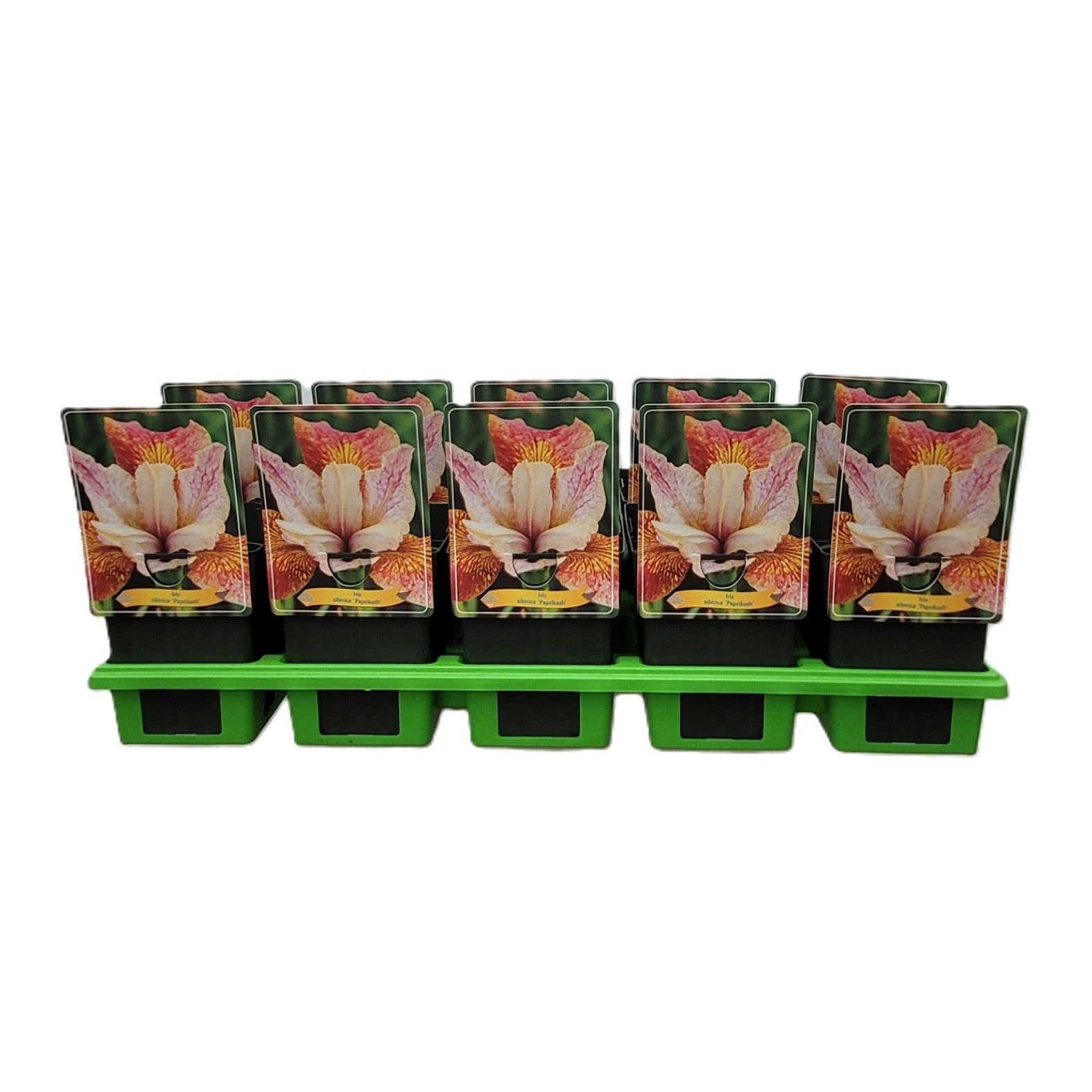 Iris Sibirica 'Paprikash' P11, D 11