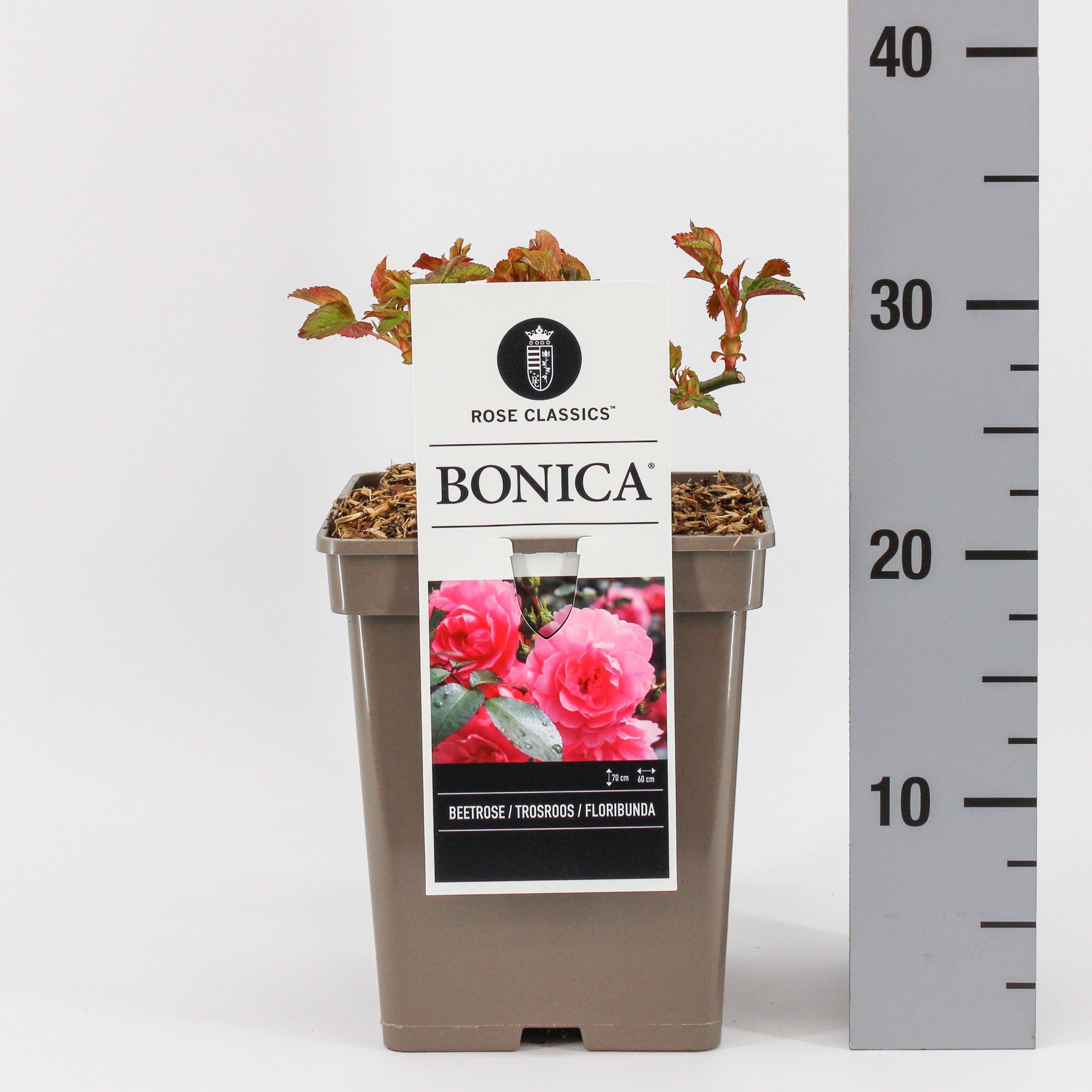 Rosa (F) Bonica ®, C5, D 23 cm