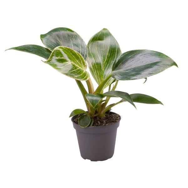 Philodendron White Measure, D 6 cm Philodendron White Measure, D 6 cm