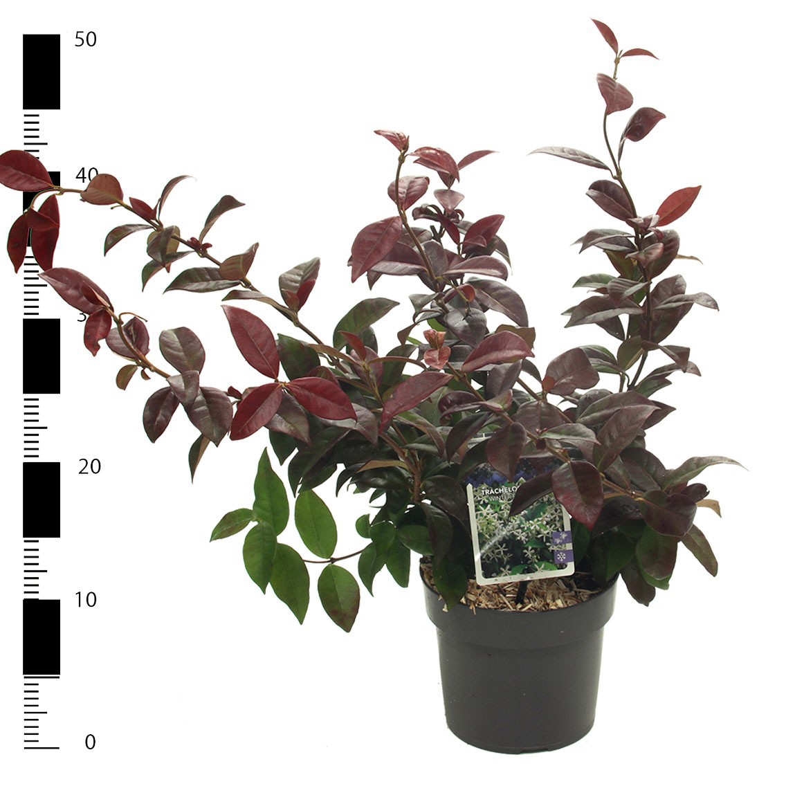 Trachelospermum 'Winter Ruby', D 17