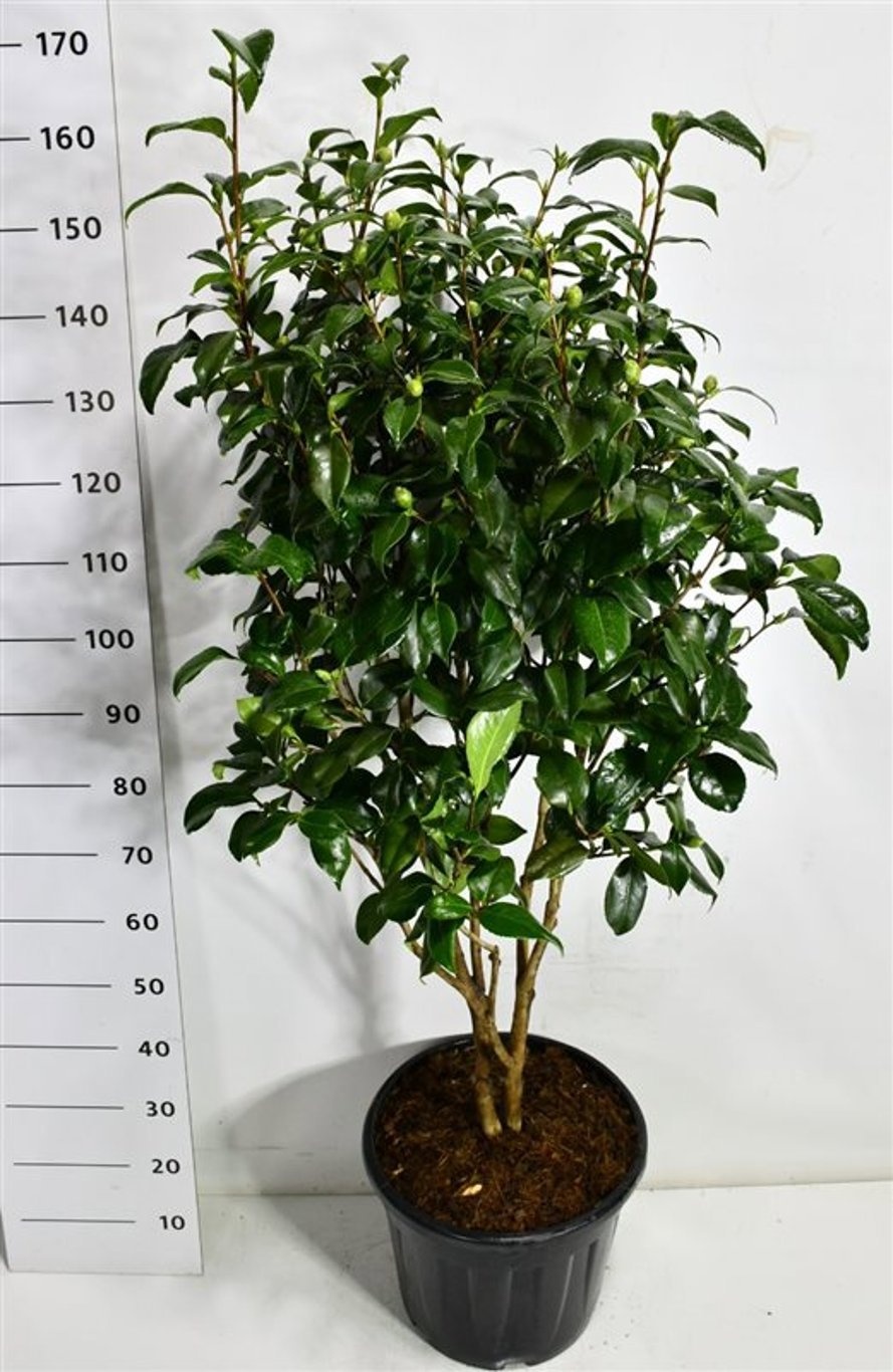 Camellia j. 'California', D 40