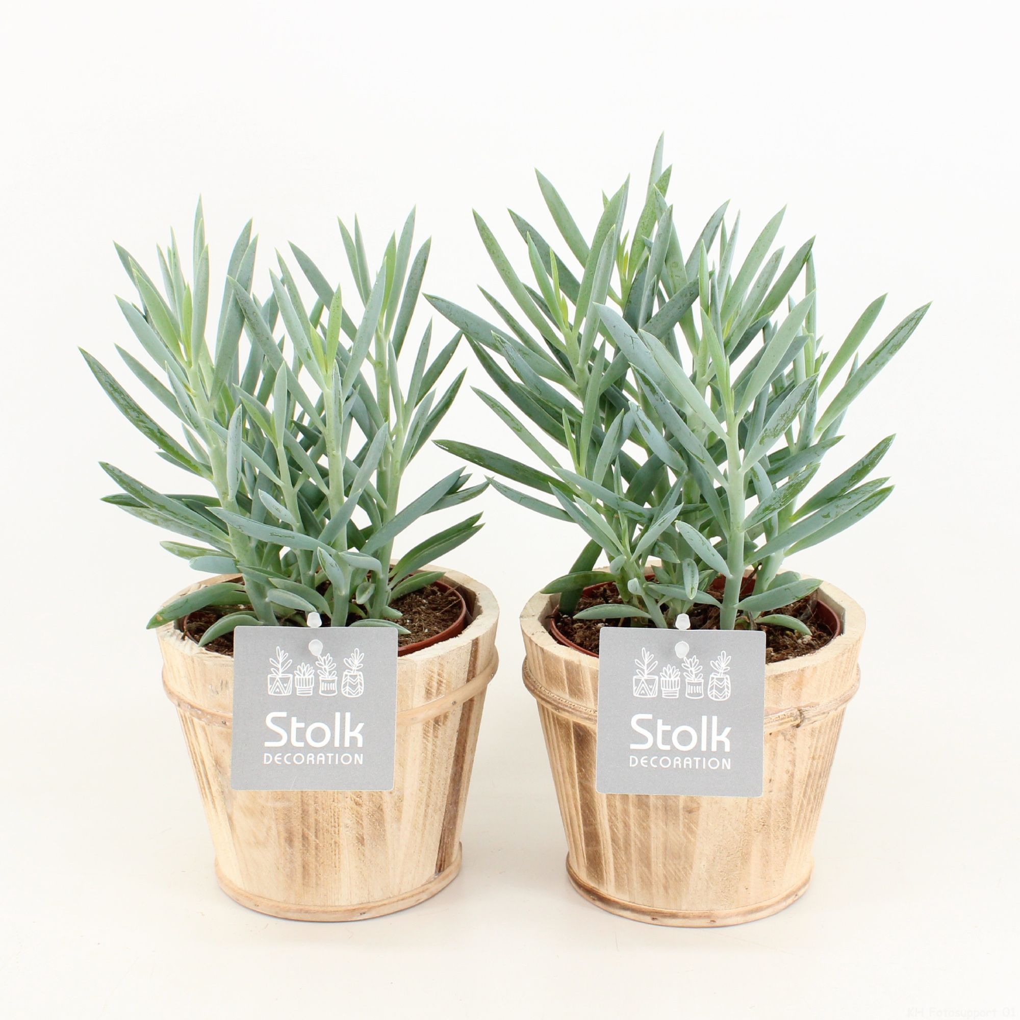 Senecio Curio Ficoides Mount Everest in wood bruin, D 13