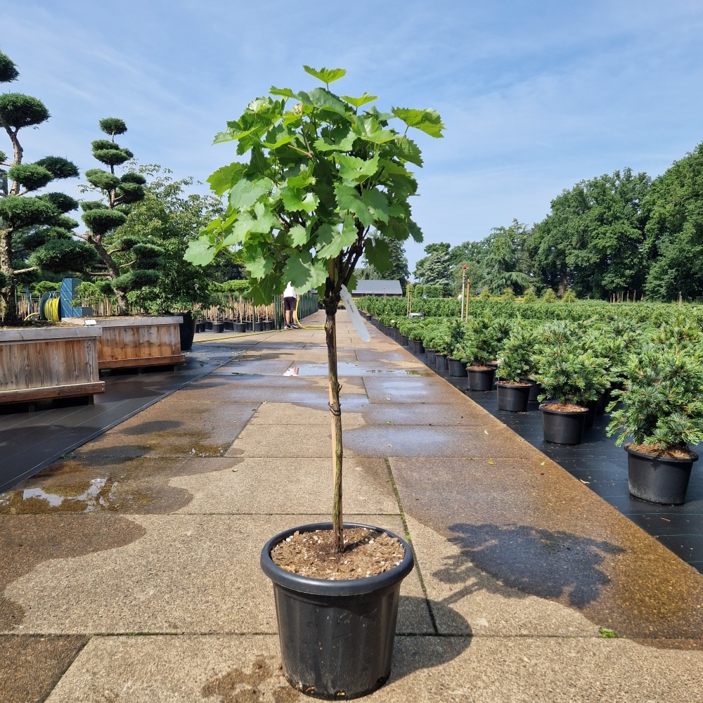 Vitis 'Phönix', D 44 cm