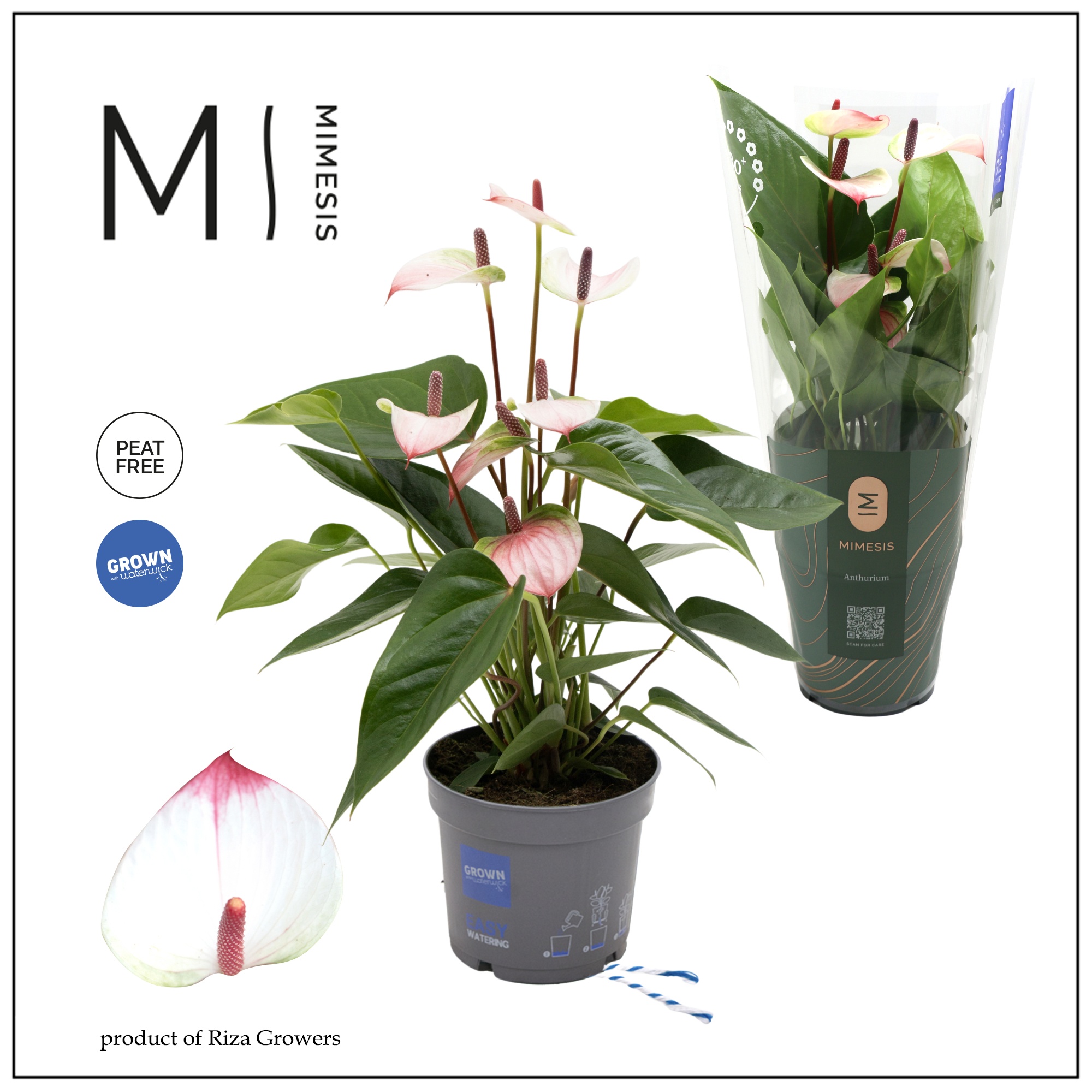Mimesis Anthurium Karma Lipa Pink - 12 cm, D 12