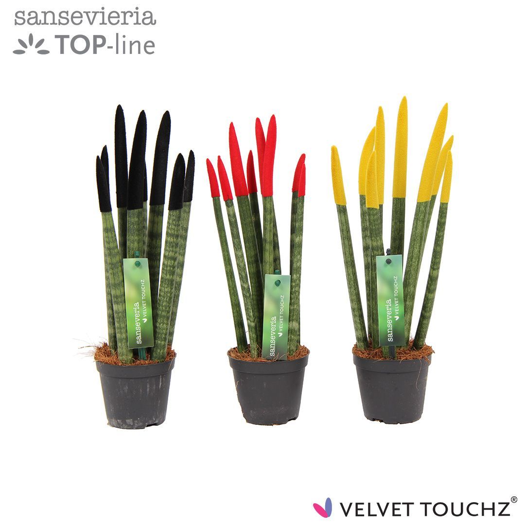 Sansevieria VELVET TOUCHZ® Duitsland/Belgie, D 8,5