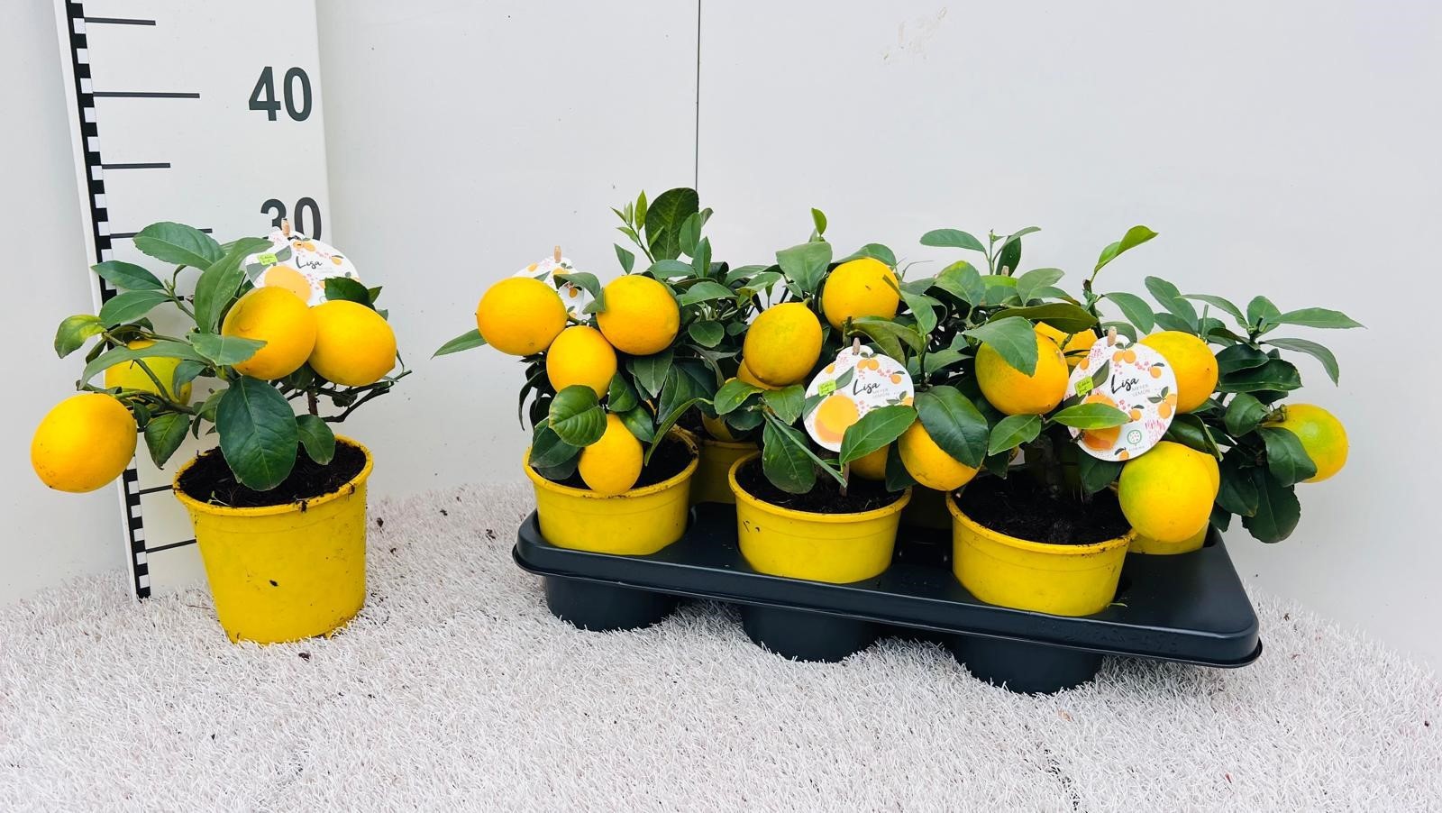 Citrus meyeri Lemon medi-bush (s2), D 14