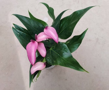 Антуриум зинедин 11 28 (предзаказ)