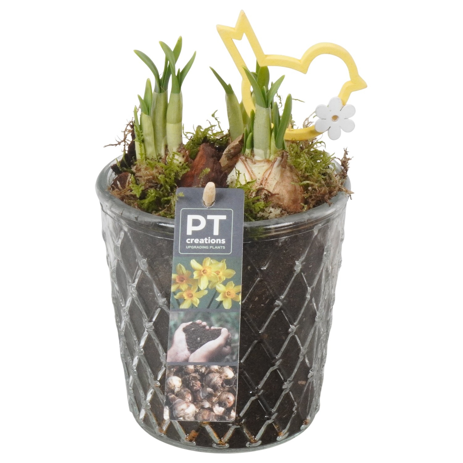 PTN8732 Arrangement Narcissus in glazen vaas, D 12