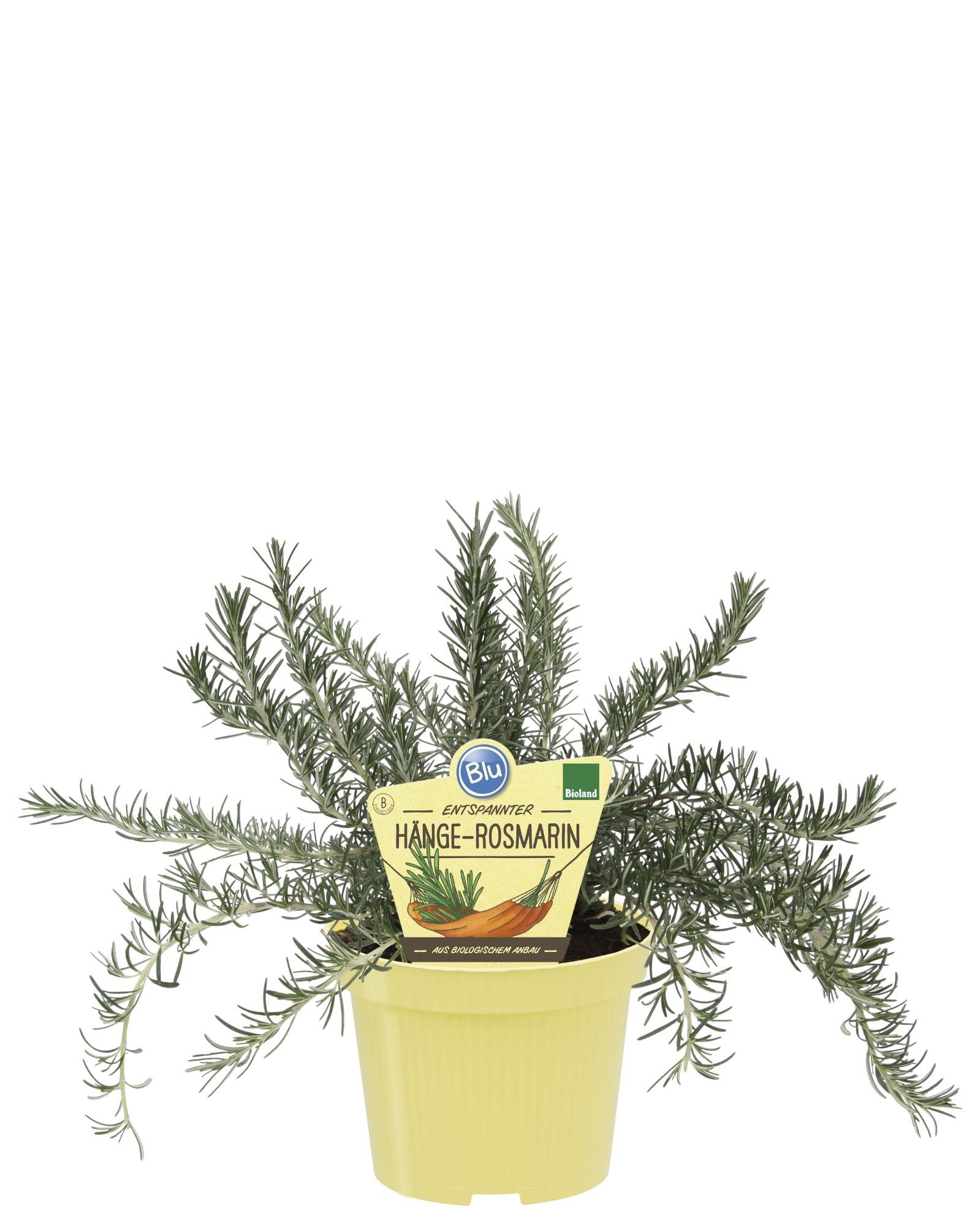 Rosmarinus officinalis (hangend), D 12