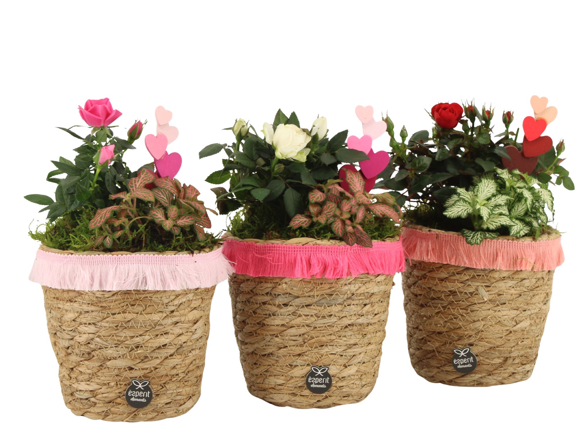 21839: Lovess arrangement, D 13