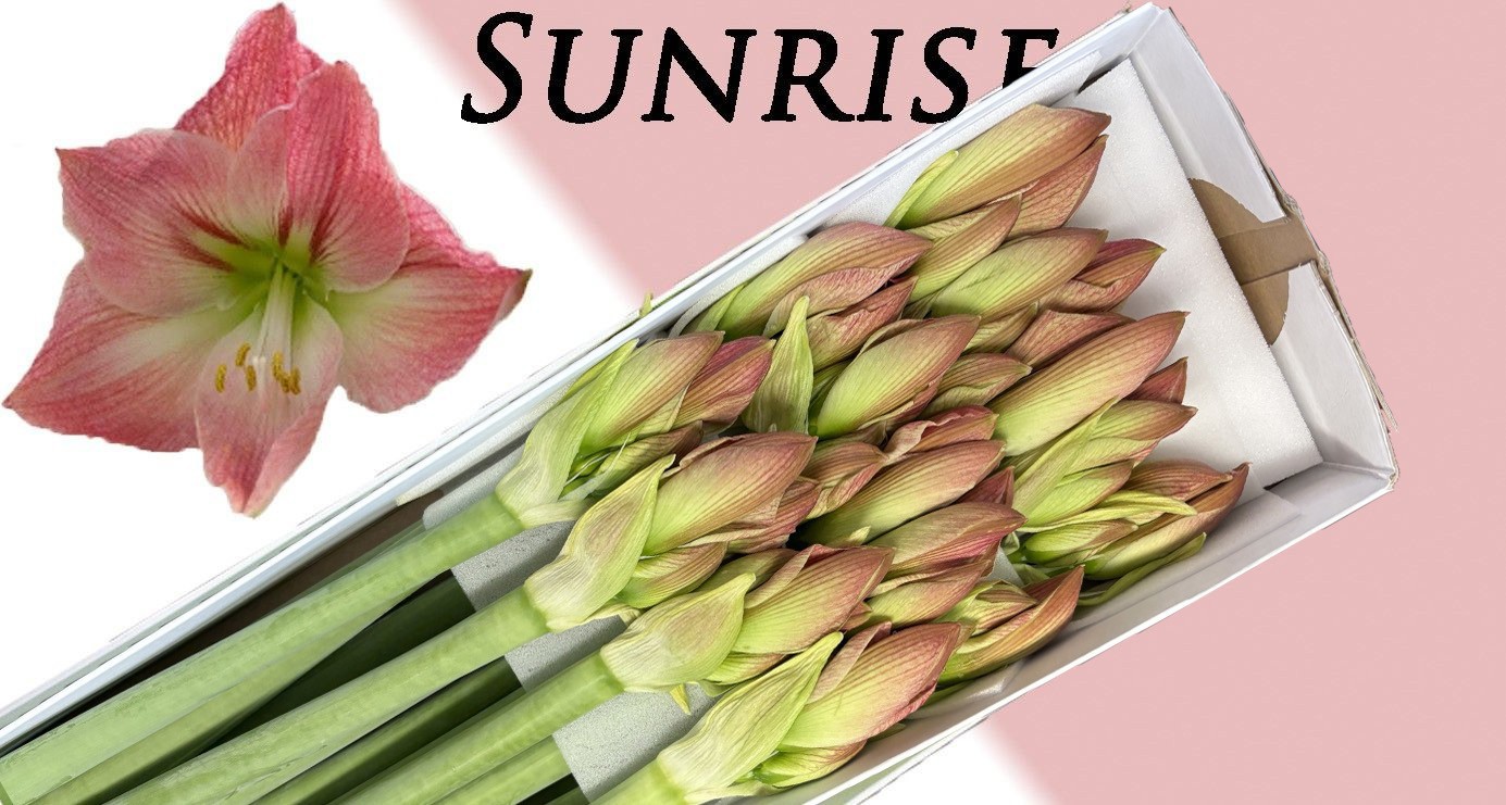 Амарилис Санрайз (светло-роз.) x12, шт.