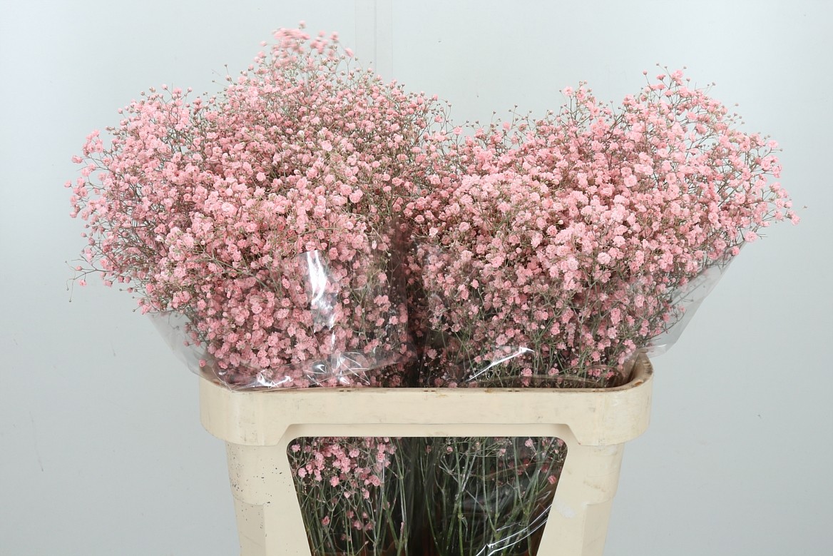 Гипсофила Овериг Крашеная (краш. ) 80, шт.