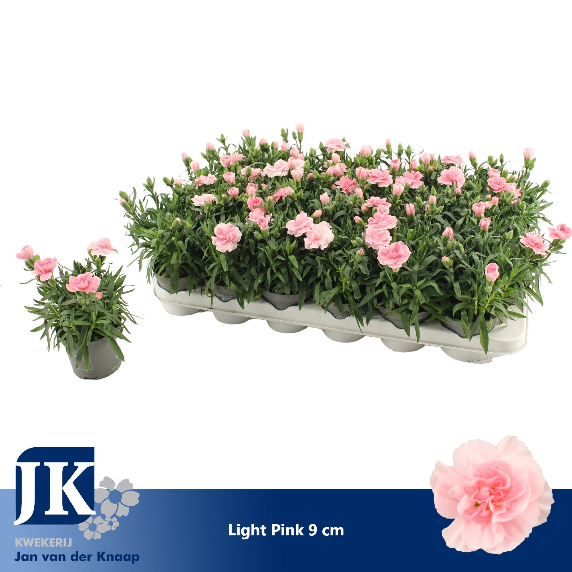 Dianthus Light Pink P 9, D 9