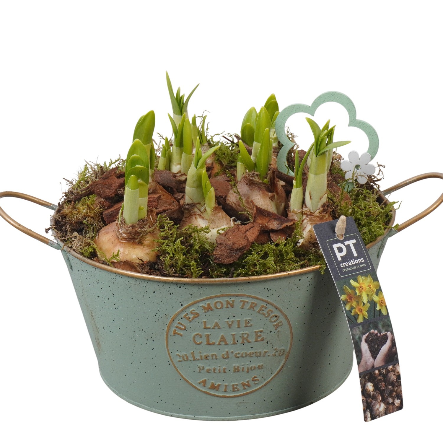 PTN8551 Arrangement Narcissus in zink pot, D 20