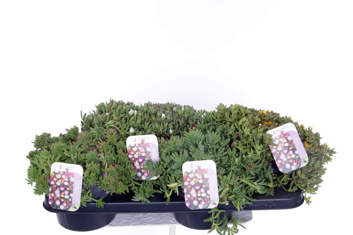 Delosperma Wheels of Wonder mix, D 17 cm