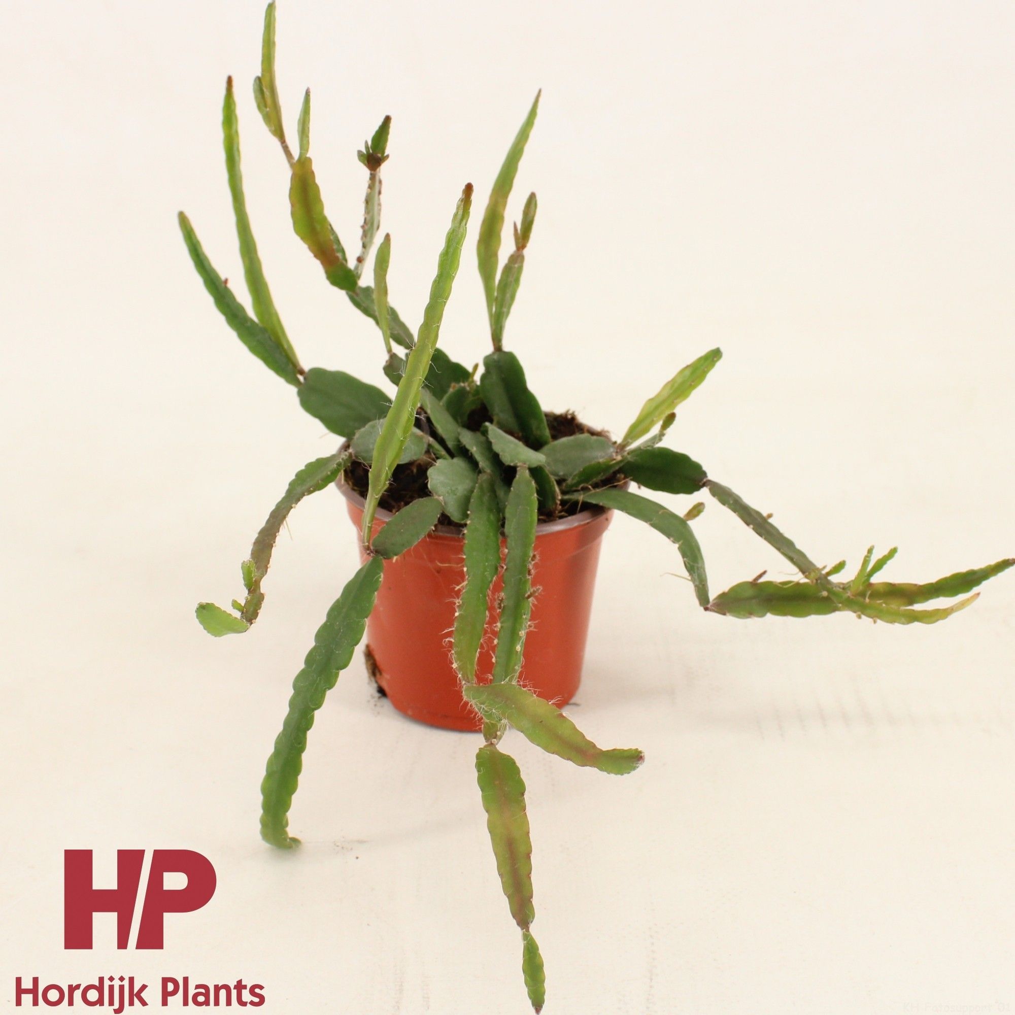Rhipsalis agudoensis P9 CM, D 9