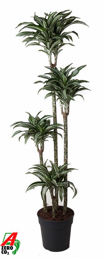 Dracaena Jade Jewel 120-90-60-30, D 27