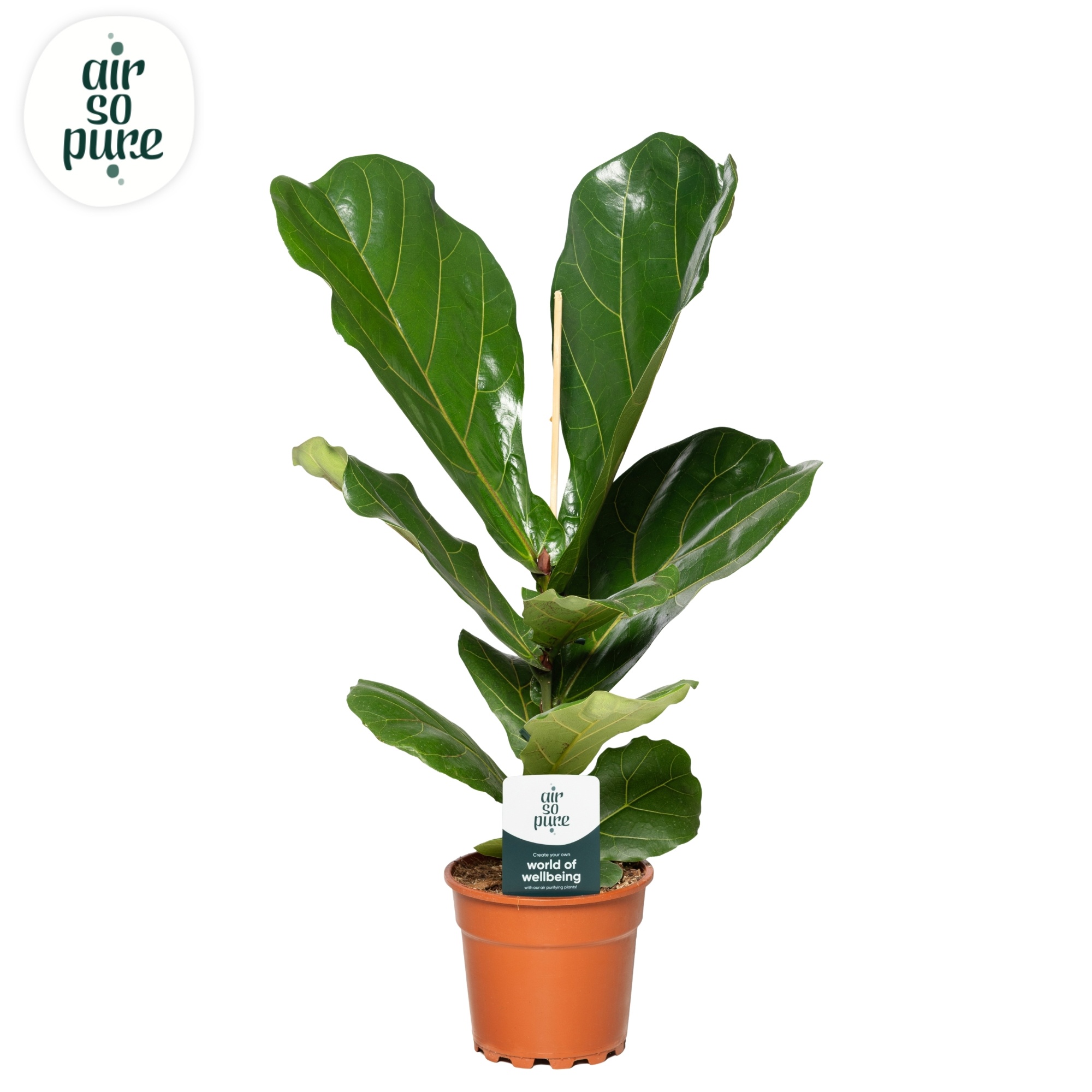 Ficus Lyrata p17 (Air so Pure), D 17