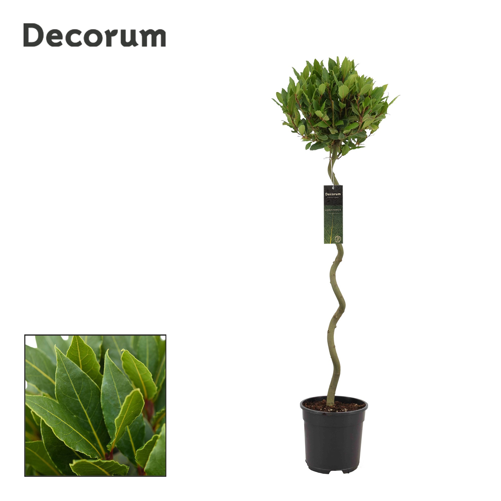 Laurus nobilis Spiraal stam, D 20 cm
