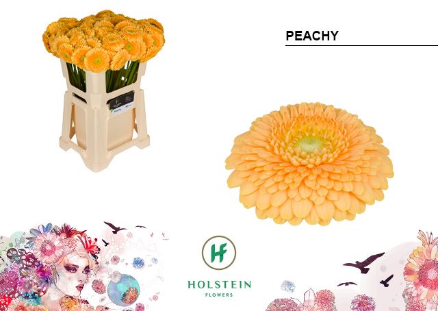 Гермини Помпон Пичи, шт.