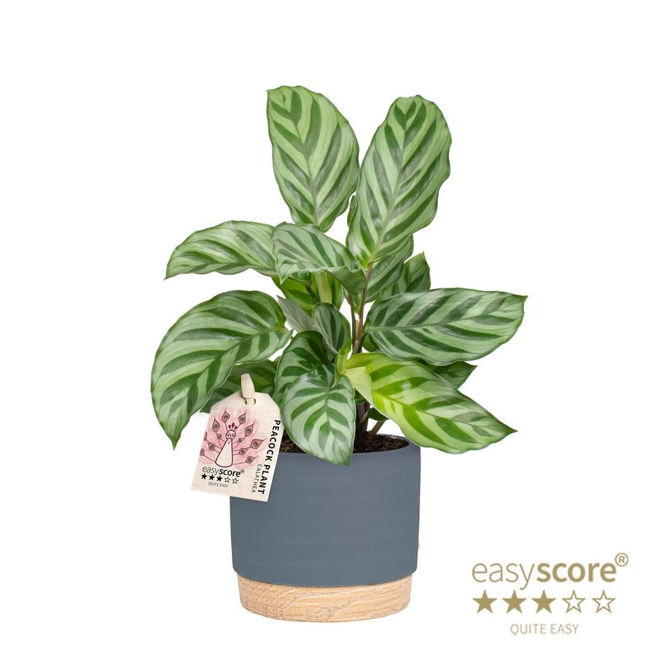 Woodbase Dark Blue, Calathea Freddy, D 12