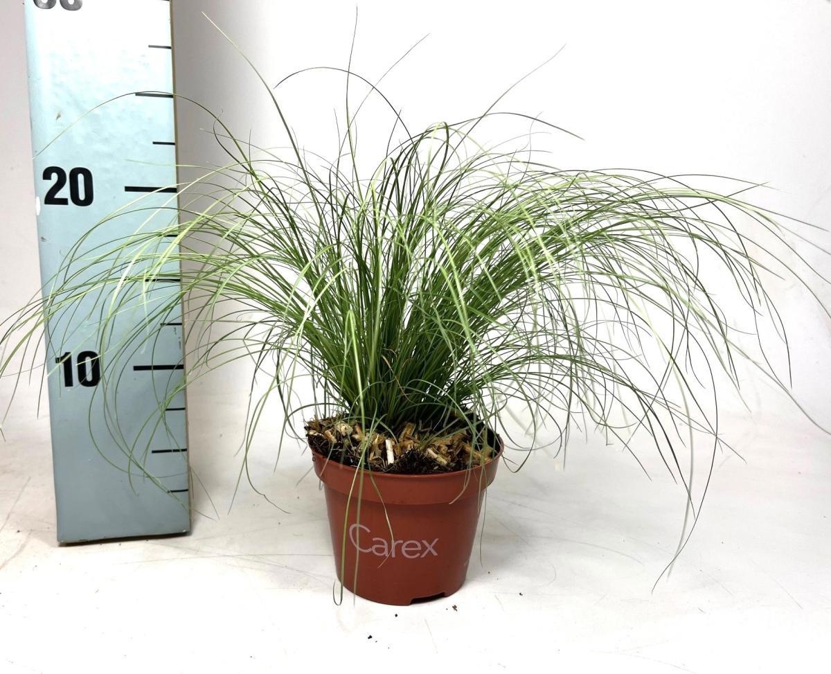 Carex comans 'Frosted Curls', D 10,5