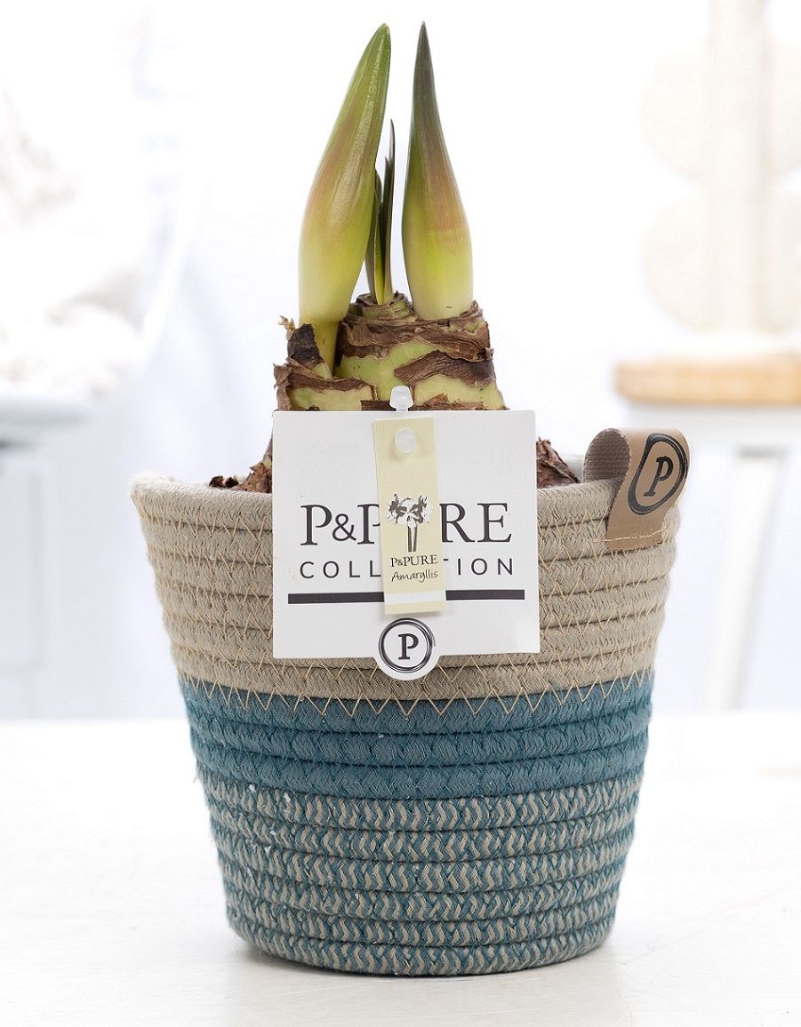 Hippeastrum white in P&PURE Fashionpot Valerie, D 12
