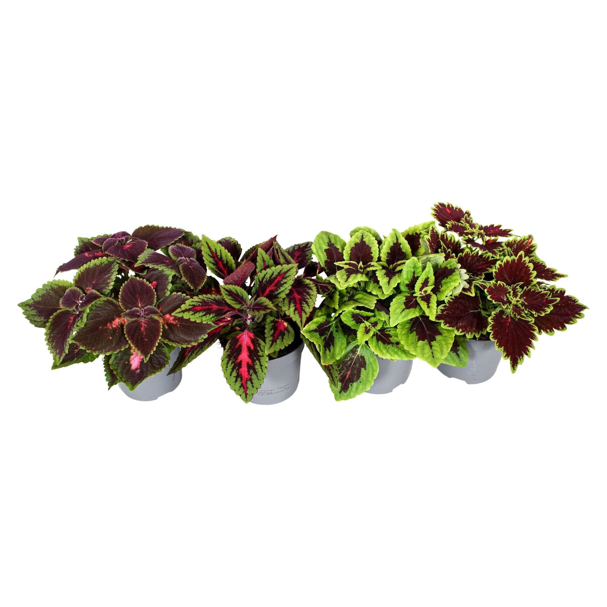 Coleus minimaal 3 soorten mix, D 13