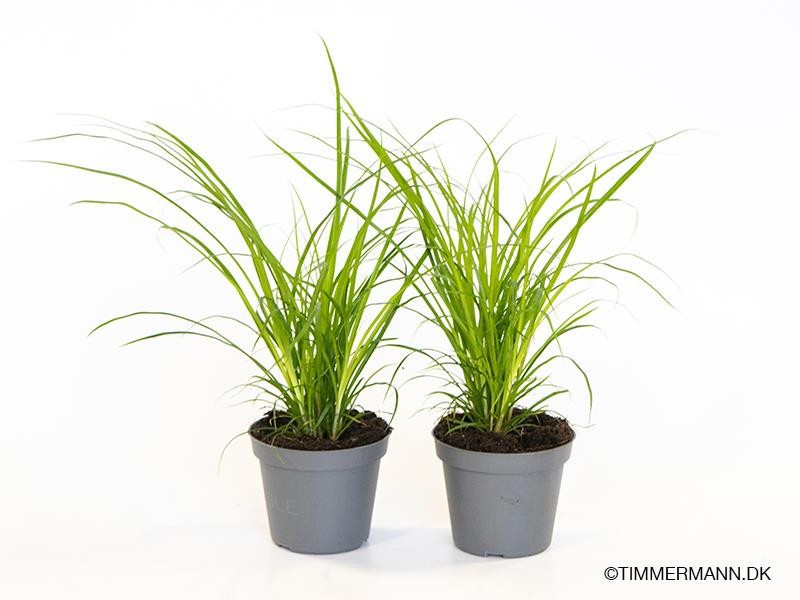 CAREX BRUNNEA 'Dark Green', D 6 cm